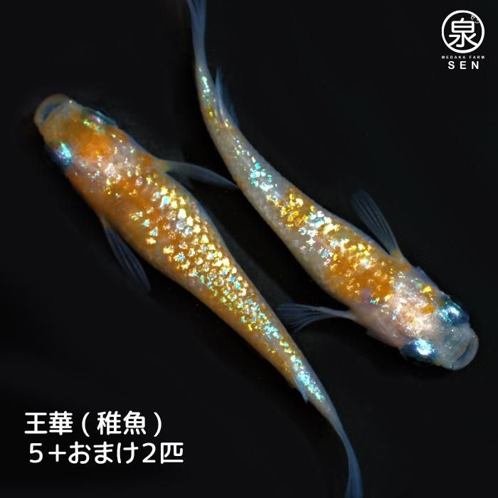 めだか…月華&王華。メダカセット