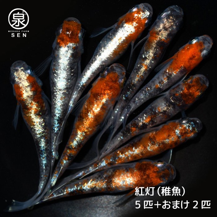 ☆縁めだか☆ 墨紅玉×紅灯(上物) ２ペア R5 - 魚類、水生生物