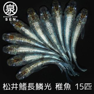 松井鰭長鱗光　稚魚　15匹＋おまけ6匹