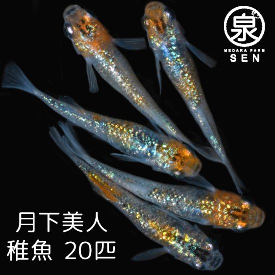 月下美人 稚魚 20匹＋おまけ8匹 - メダカファーム泉