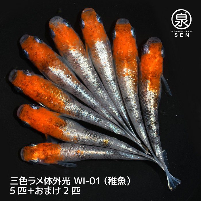 三色ラメ体外光（WI-01）　稚魚　5匹＋おまけ1匹