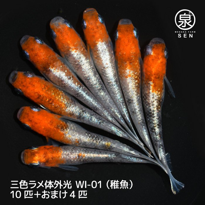 三色ラメ体外光（WI-01）　稚魚　10匹＋おまけ2匹