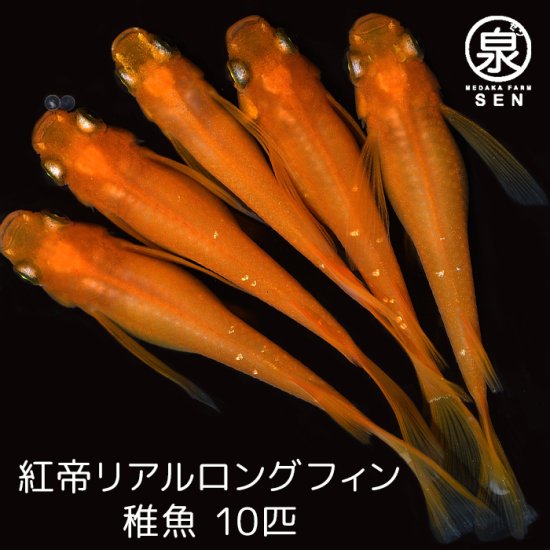 めだか稚魚 めだか専門店 メダカファーム泉