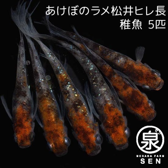 あけぼのラメ松井ヒレ長　稚魚　5匹＋おまけ2匹