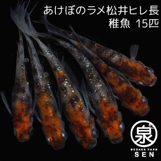 あけぼのラメ松井ヒレ長　稚魚　15匹＋おまけ6匹