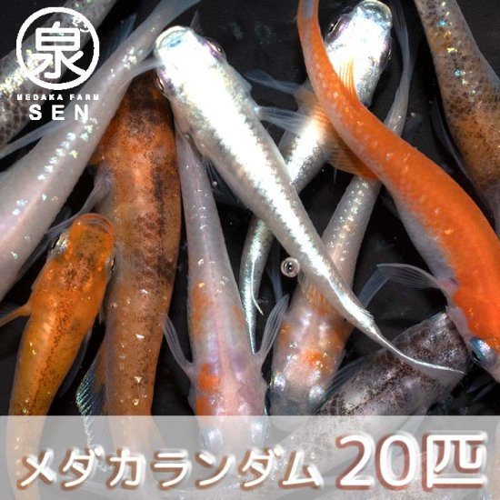 若魚 めだかランダム 20匹 おまけ4匹セット (E) - メダカファーム泉