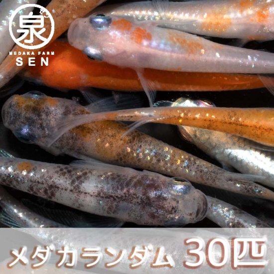 若魚 めだかランダム 30匹 おまけ6匹セット (E) - メダカファーム泉