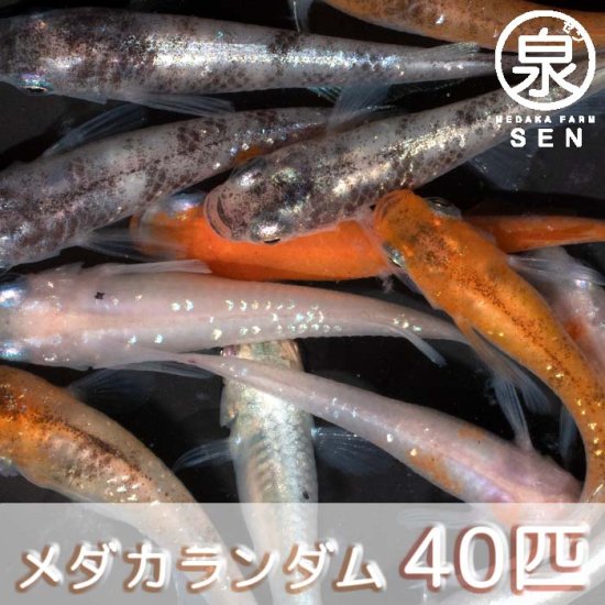 若魚 めだかランダム 40匹 おまけ8匹セット (E) - メダカファーム泉