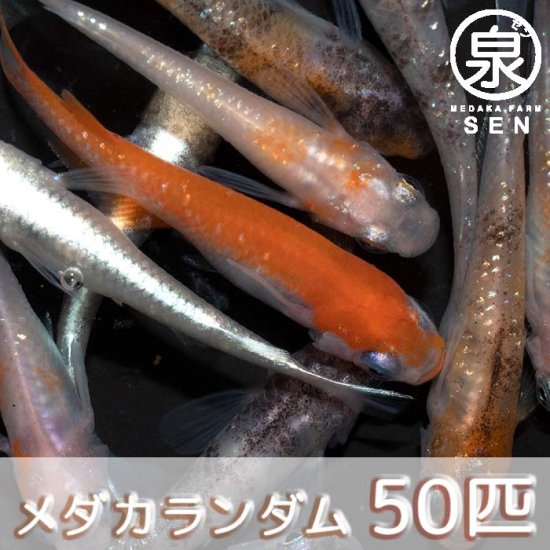 若魚 めだかランダム 50匹 おまけ10匹セット (E) - メダカファーム泉