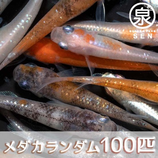 若魚 めだかランダム 100匹 おまけ20匹セット (E) - メダカファーム泉