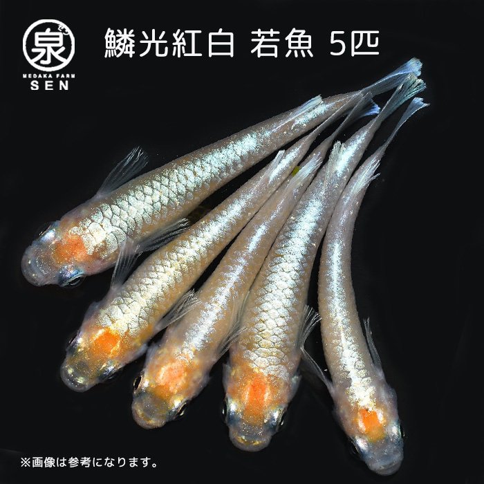 鱗光紅白 若魚 5匹＋おまけ1匹 (E) - メダカファーム泉