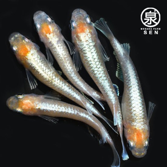 鱗光紅白 若魚 5匹＋おまけ1匹 (E) - メダカファーム泉