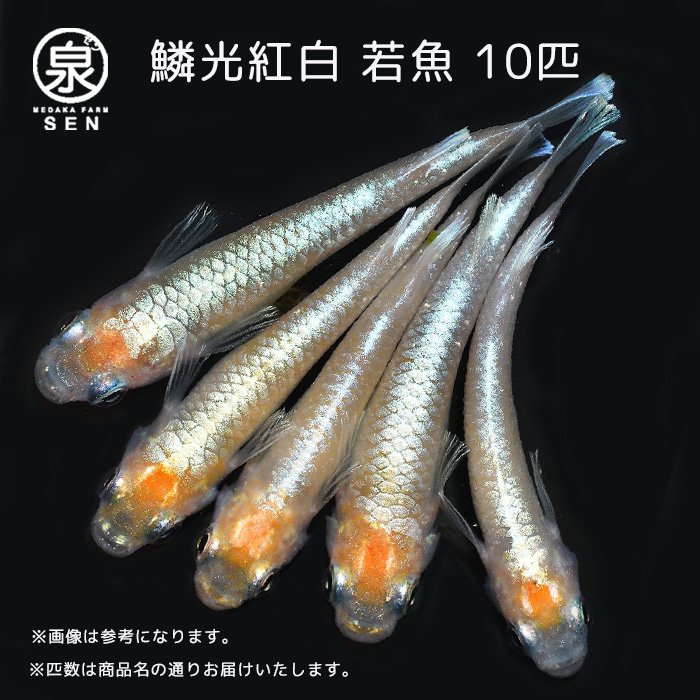 鱗光紅白 若魚 10匹＋おまけ2匹 (E) - メダカファーム泉