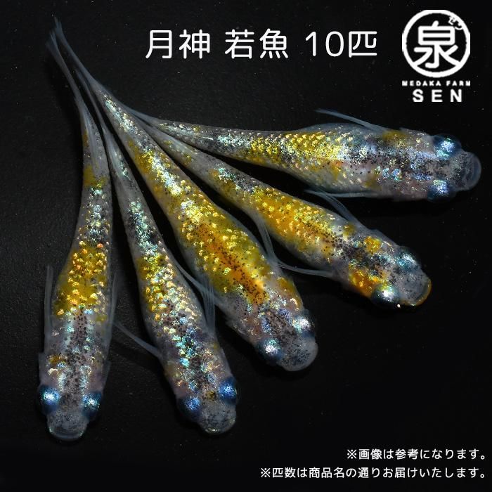 ◇メダカテック◇ 月神×月弓 極美 雄1匹 雌2匹 B8 - 魚類、水生生物