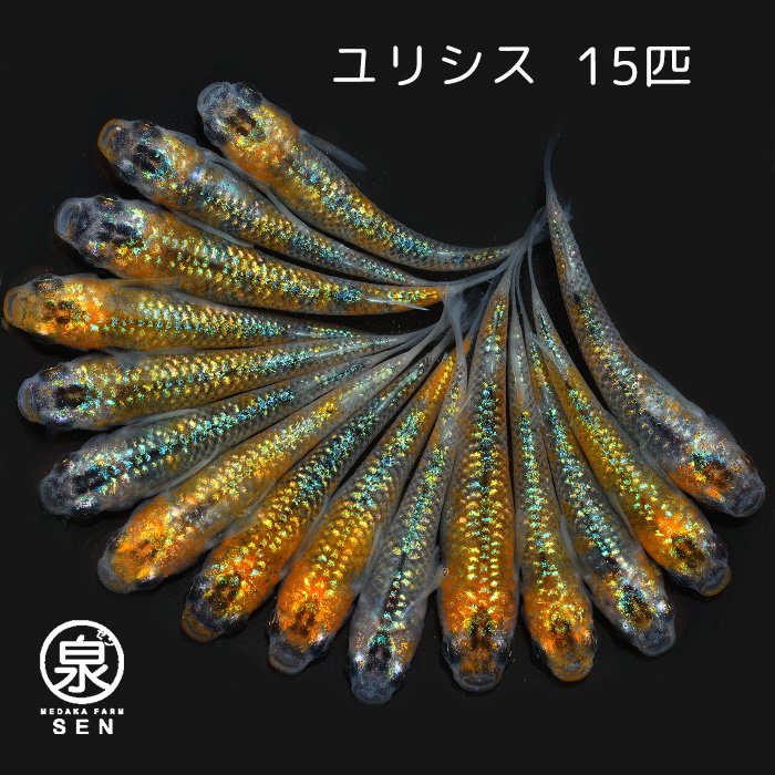 めだか成魚 - メダカファーム泉