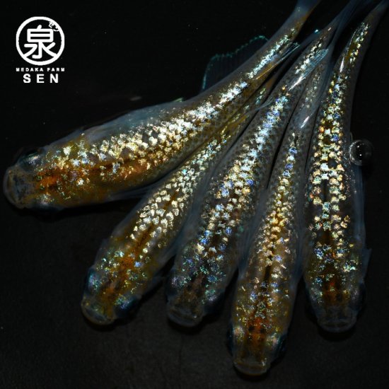 ◇つつじめだか◇ ラメ王 若魚 1ペア W7 - 魚類、水生生物