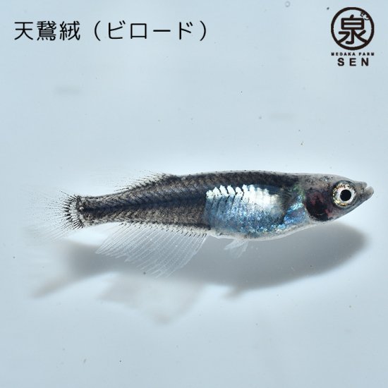 天鵞絨（ビロード）若魚 ３匹 (E) - メダカファーム泉