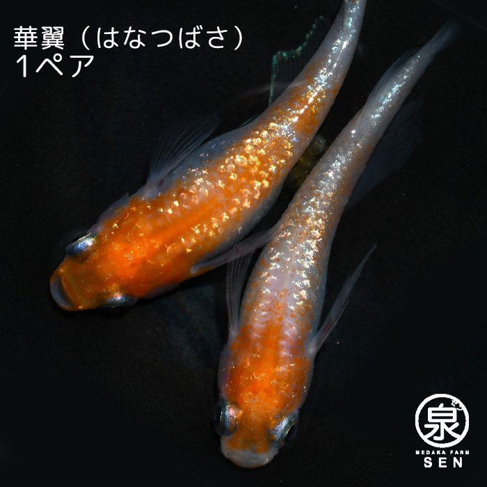 華翼（はなつばさ） 成魚 １ペア(S) - メダカファーム泉