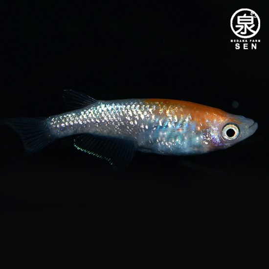 華翼（はなつばさ） 成魚 １ペア(S) - メダカファーム泉