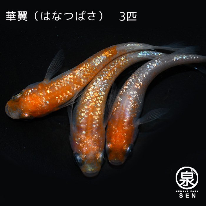 華翼（はなつばさ） 成魚 ３匹 (S) - メダカファーム泉