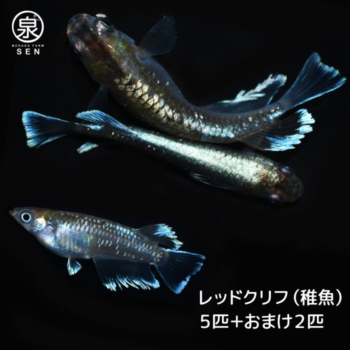 レッドクリフ ダーク 稚魚 5匹＋おまけ2匹 (E) - メダカファーム泉