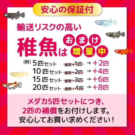 レッドクリフ ダーク 稚魚 5匹＋おまけ2匹 (E) - メダカファーム泉