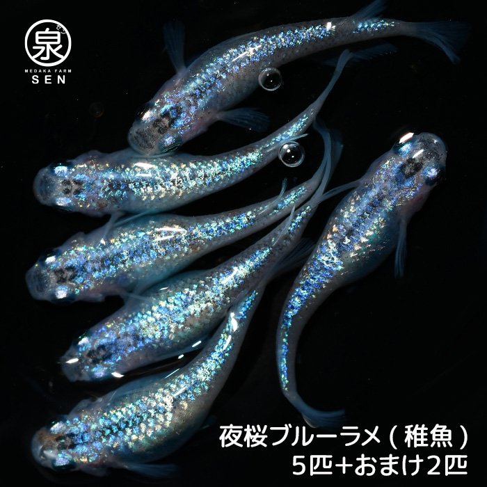 夜桜ブルーラメ 稚魚 5匹＋おまけ2匹 (E) - メダカファーム泉