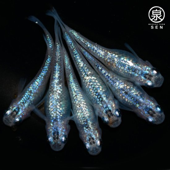 夜桜ブルーラメ 稚魚 5匹＋おまけ2匹 (E) - メダカファーム泉