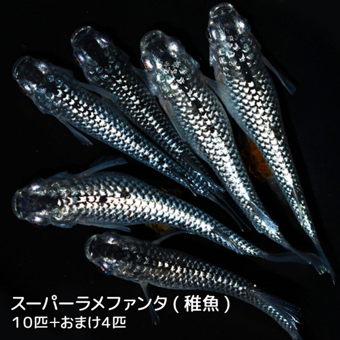 メダカ 漁火めだか 稚魚10匹 漁火メダカ 【数々のアワードを受賞】 - 観賞魚生体 - uniqueemployment.ca