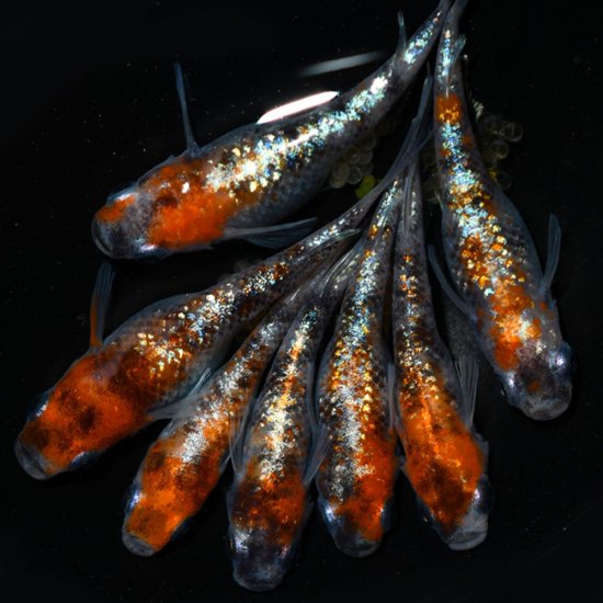  三色ラメ体外光（WI-03）稚魚　5匹＋おまけ2匹