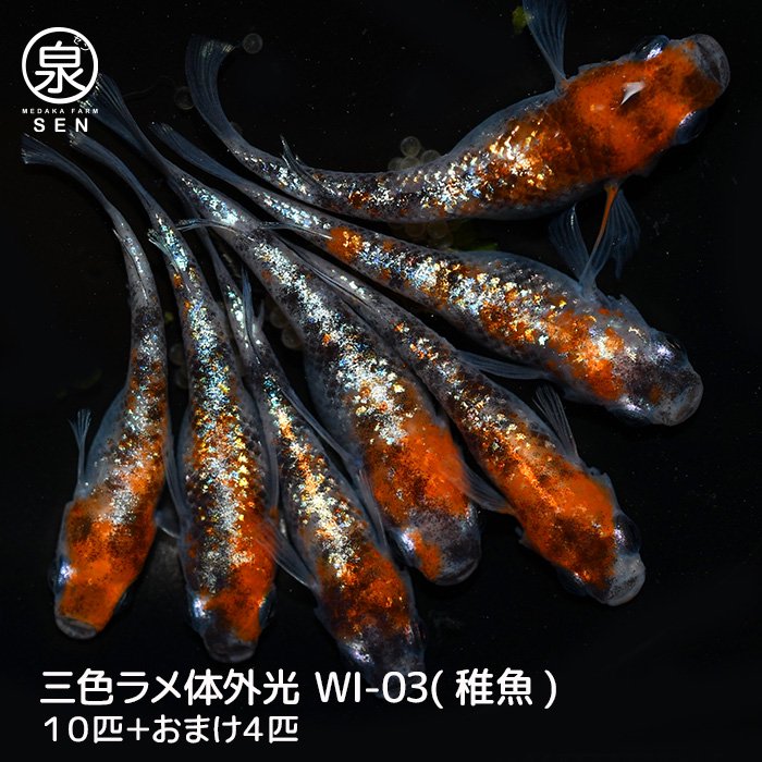  三色ラメ体外光（WI-03）稚魚　10匹＋おまけ4匹