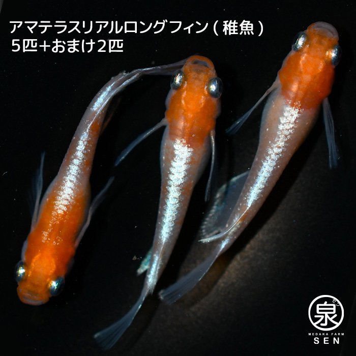 アマテラスリアルロングフィン　稚魚　5匹＋おまけ2匹
