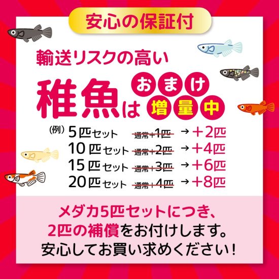 夜桜ブルーラメ　稚魚　15匹＋おまけ6匹