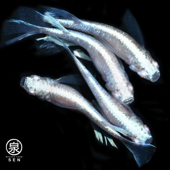 マリアージュアルビノリアルロングフィン　稚魚　5匹＋おまけ2匹
