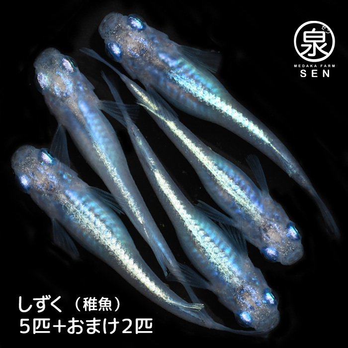 しずく 稚魚 5匹＋おまけ2匹 - メダカファーム泉