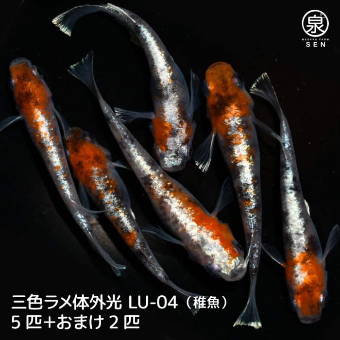 三色ラメ体外光（LU-04）稚魚　5匹＋おまけ2匹