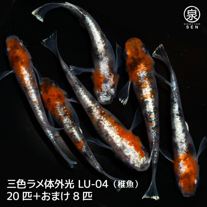 三色ラメ体外光（LU-04）稚魚　20匹＋おまけ8匹 (S)