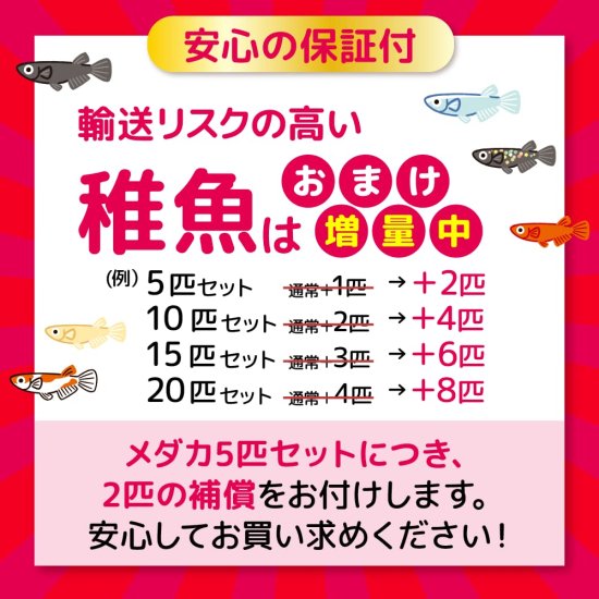 三色ラメ体外光（LU-04）稚魚 20匹＋おまけ8匹 (S) - メダカファーム泉