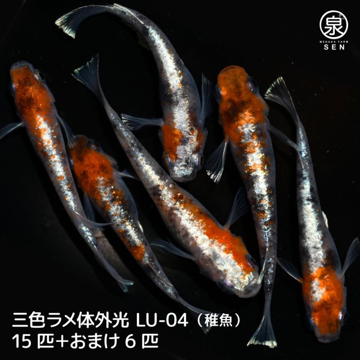 三色ラメ体外光（LU-04）稚魚 15匹＋おまけ6匹 (S) - メダカ ...