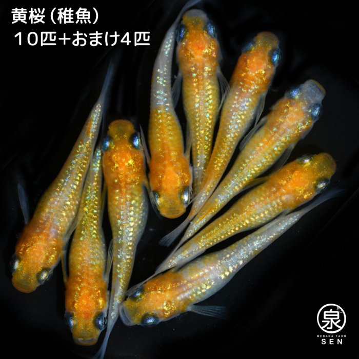 黄桜 稚魚 10匹＋おまけ4匹 (E) - メダカファーム泉