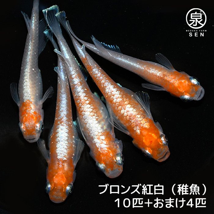 限られた配信の-P3倍ブロンズ紅白 稚魚 １０匹 送料無料 卵 水槽 