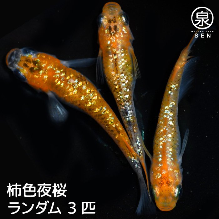 柿色夜桜　成魚　3匹（性別ランダム）