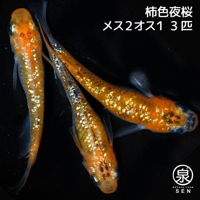 柿色夜桜　成魚　3匹（メス２オス１）