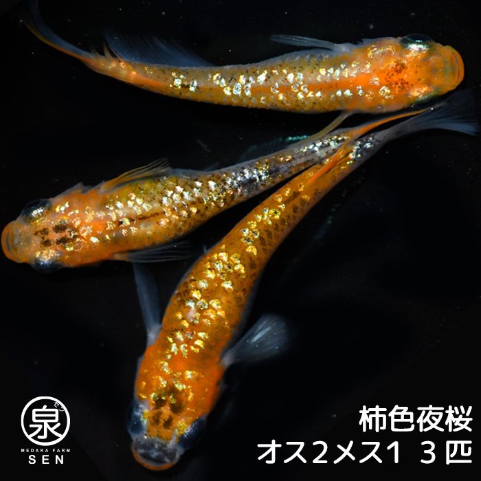 柿色夜桜　成魚　3匹（オス２メス１）