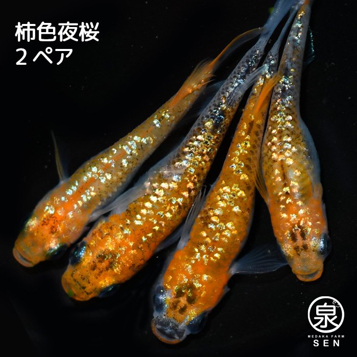 柿色夜桜 成魚 ２ペア(S) - メダカファーム泉