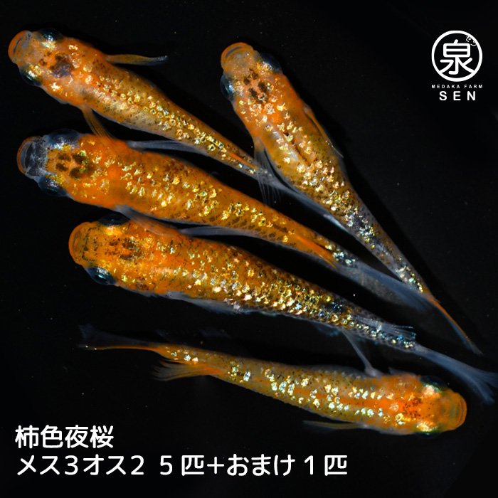 柿色夜桜　成魚　5匹＋おまけ１匹（メス３オス２）