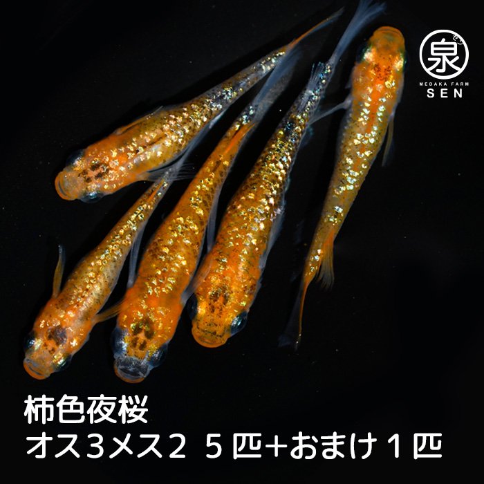 柿色夜桜　成魚　5匹＋おまけ１匹（オス３メス２）