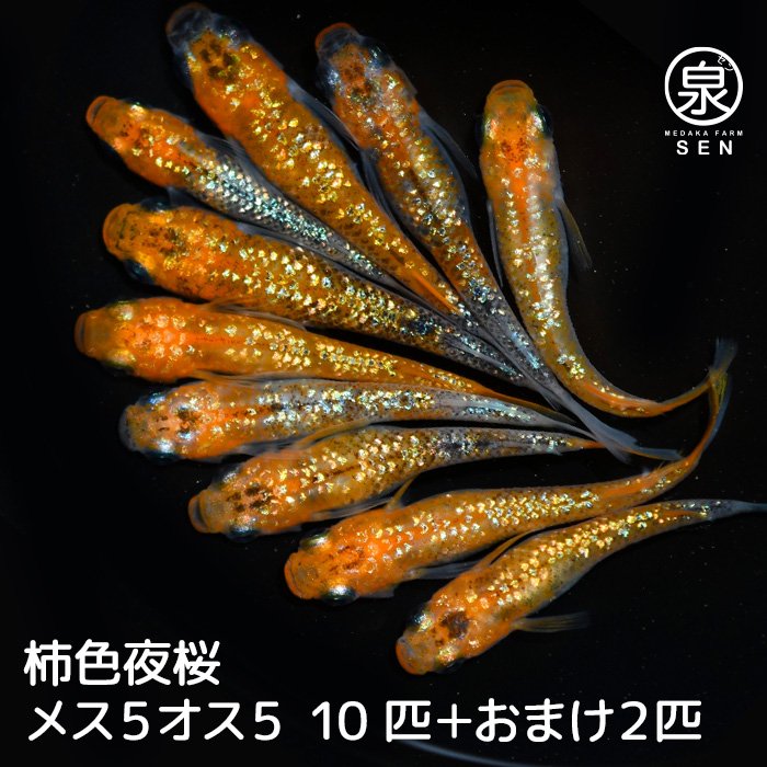 柿色夜桜　成魚　10匹＋おまけ2匹（メス５オス５）