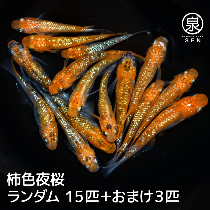 柿色夜桜　成魚　15匹＋おまけ3匹（性別ランダム）