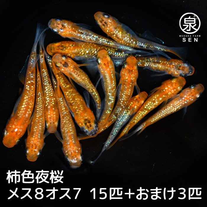 柿色夜桜　成魚　15匹＋おまけ3匹（メス８オス７）